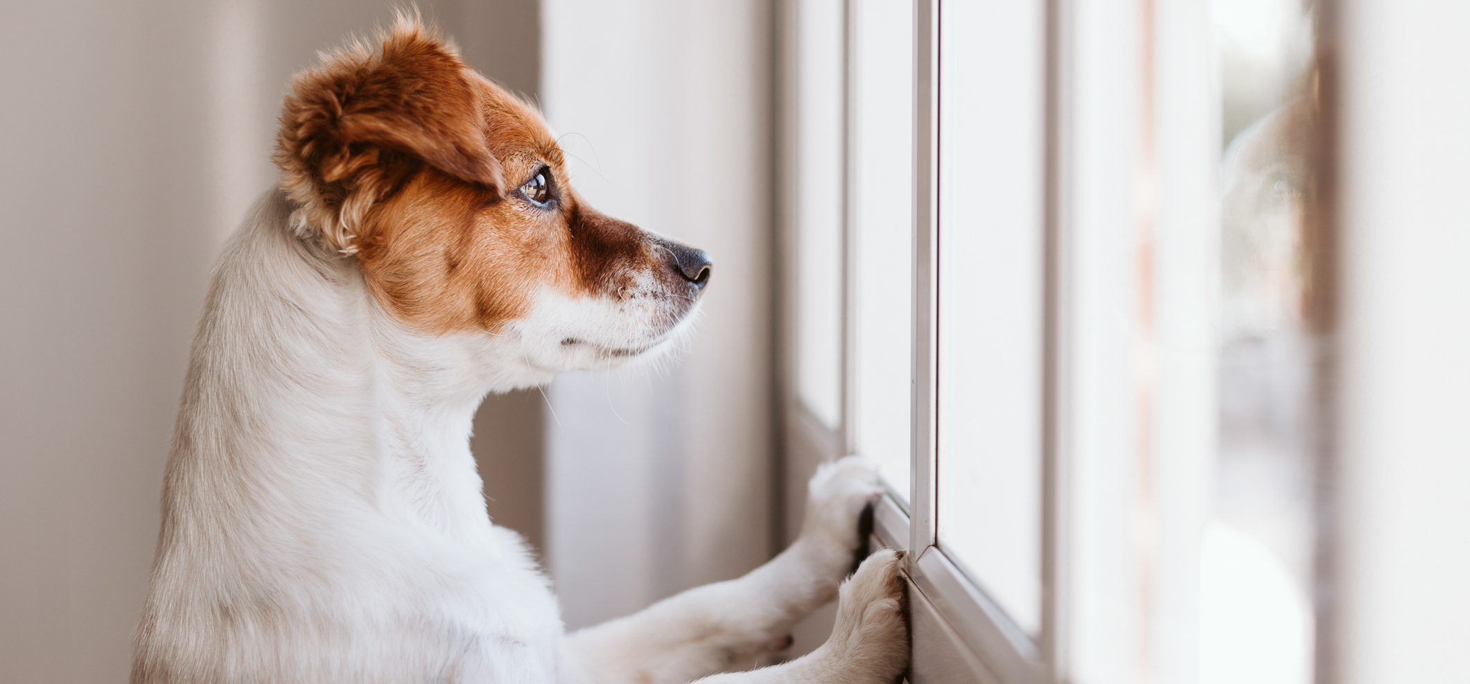 Small dog looks out window with paws on frame.